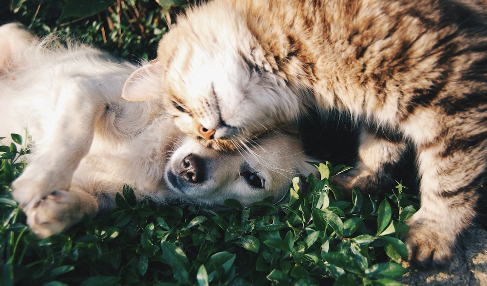 Pet & Animal Captions